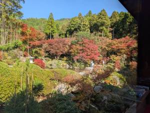 251114-環境芸術の森の庭園.jpg 251114-環境芸術の森の庭園.jpg