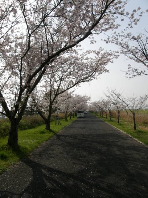 180331-佐賀空港の桜並木.jpg