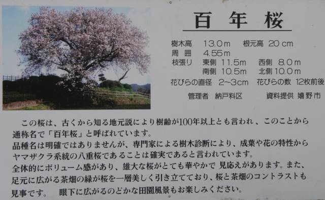 180331-百年桜１.jpg