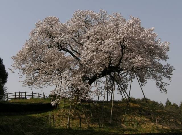 180331-百年桜３.jpg