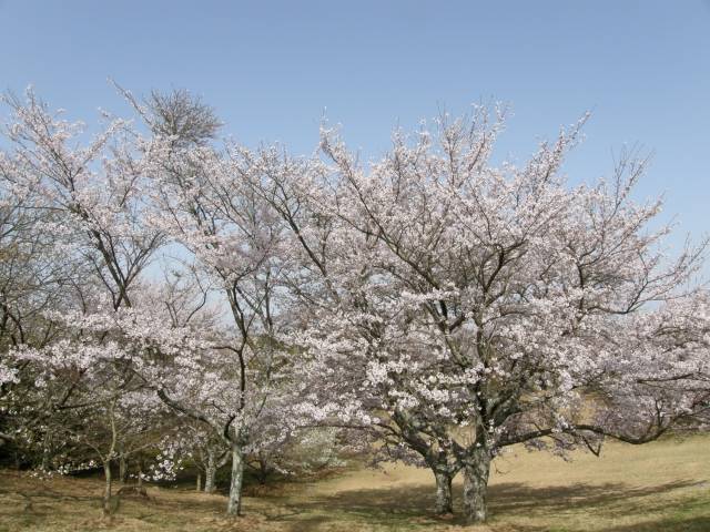180331-鏡山の桜２.jpg