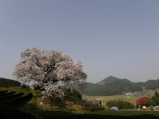 180331-百年桜４.jpg