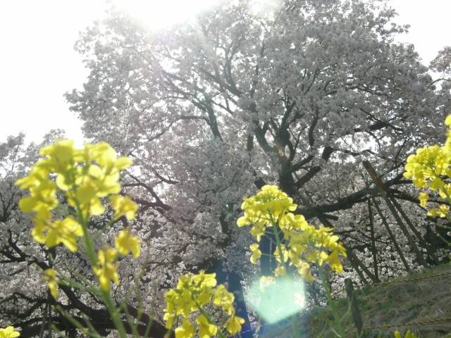 180331-百年桜２.jpg