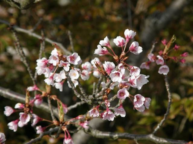 180331-鏡山の桜１.jpg