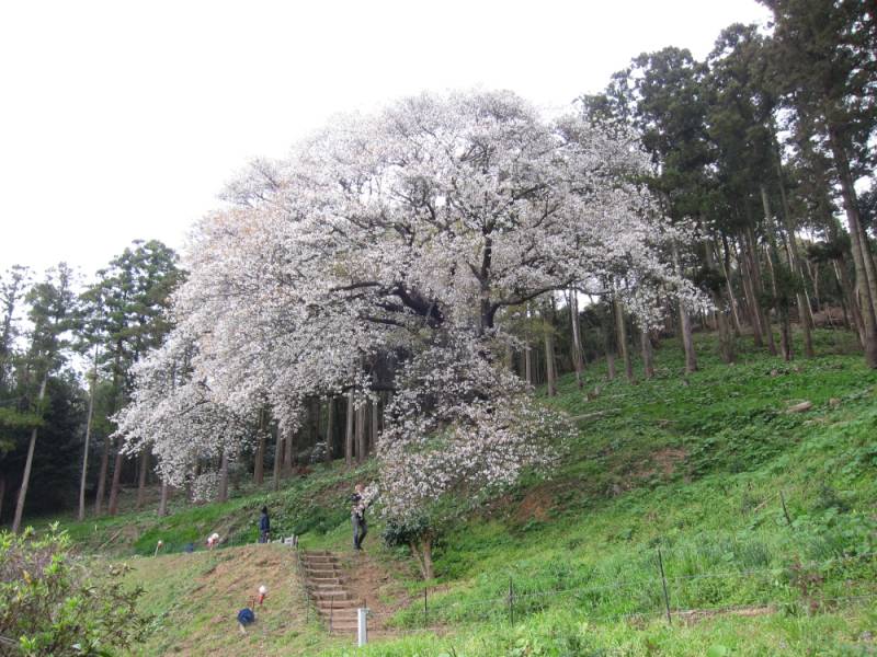 240331-松国大山桜_2.jpg 240331-松国大山桜_2.jpg