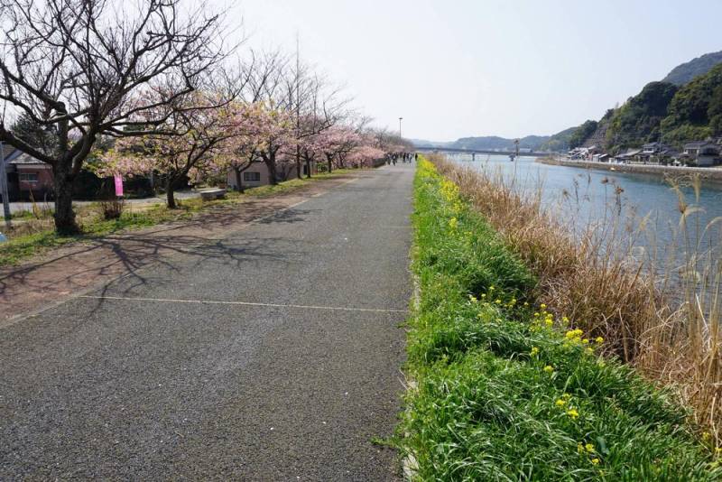250322-佐々河津桜1.jpg 250322-佐々河津桜1.jpg