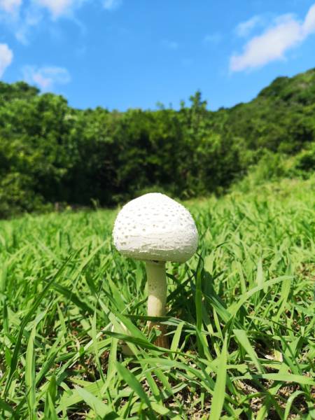 220821-田の浦温泉のキノコ.jpg 220821-田の浦温泉のキノコ.jpg