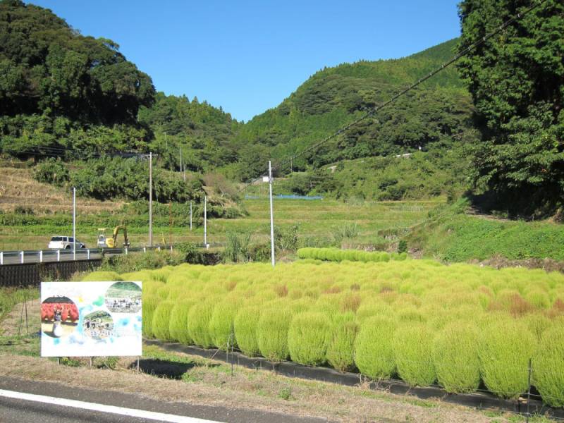 231021-伊万里市川内野のコキア.jpg 231021-伊万里市川内野のコキア.jpg