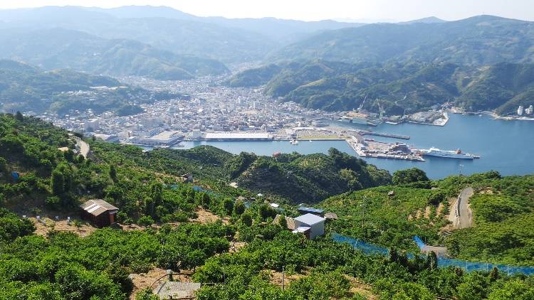 240525-八幡浜市権現山_364m_みかん畑_.jpg 240525-八幡浜市権現山_364m_みかん畑_.jpg