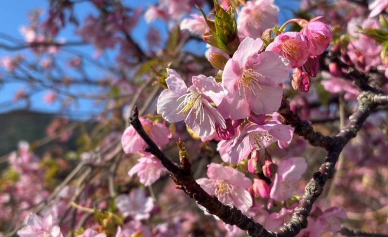 260221-伊万里梅園藤ノ尾_梅の花.jpg 260221-伊万里梅園藤ノ尾_梅の花.jpg