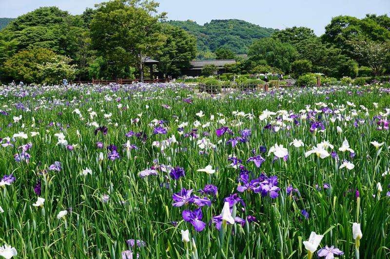 250531-菖蒲園の景色.jpg 250531-菖蒲園の景色.jpg