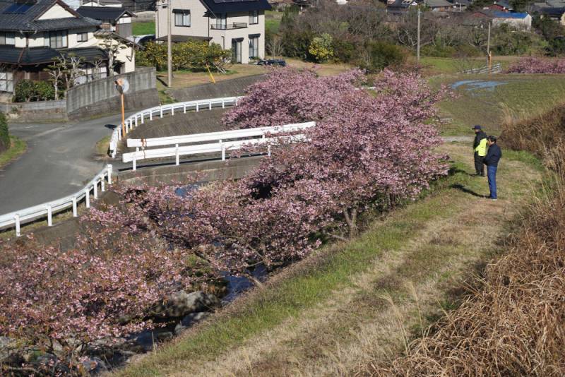 240217_二丈町吉井河津桜_風景.jpg 240217_二丈町吉井河津桜_風景.jpg