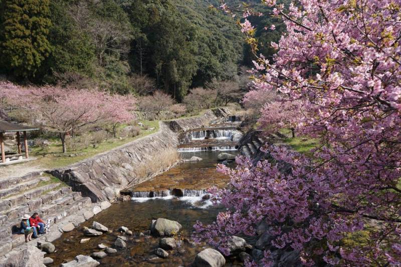 250322-伊岐佐川沿い河津桜3.jpg 250322-伊岐佐川沿い河津桜3.jpg