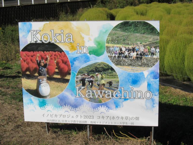 231021-伊万里市川内野のコキア看板.jpg 231021-伊万里市川内野のコキア看板.jpg