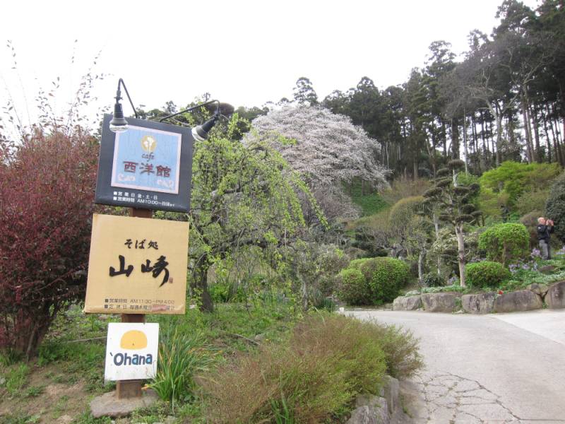 240331-松国大山桜_1.jpg 240331-松国大山桜_1.jpg