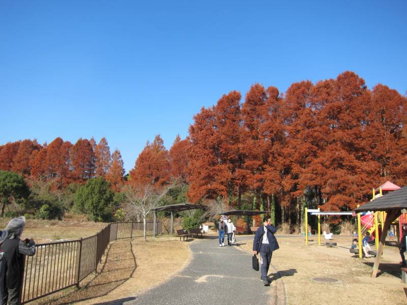 231210-メセタの杜.jpg 231210-メセタの杜.jpg