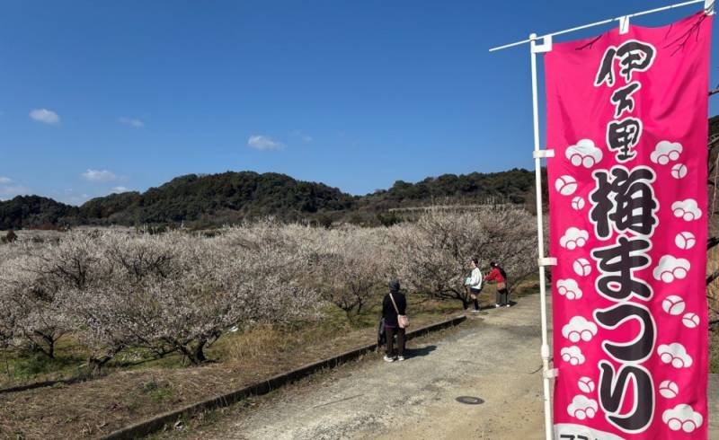 260221-伊万里梅園藤ノ尾_旗.jpg 260221-伊万里梅園藤ノ尾_旗.jpg