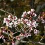 180331-鏡山の桜１.jpg