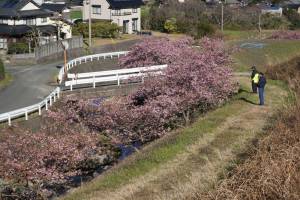 二丈町吉井河津桜_風景