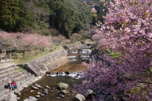 250322-伊岐佐川沿い河津桜3.jpg