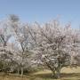 180331-鏡山の桜２.jpg