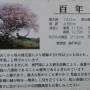 180331-百年桜１.jpg