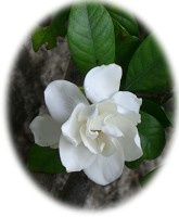 gardenia1r
